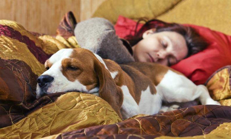 Consecuencias de Dormir con tu Mascota